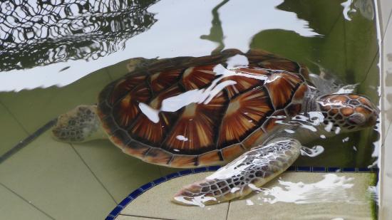 Santuari Penyu Cherating